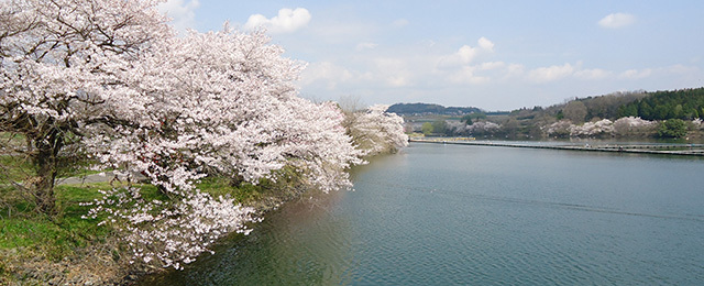 丹生湖(樱花)