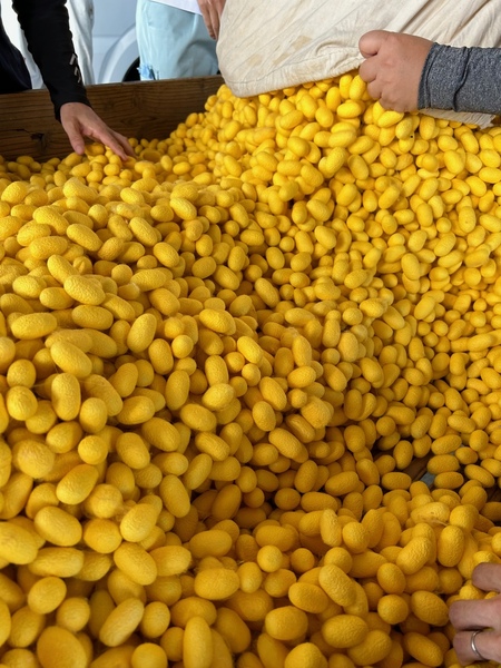 富冈市养蚕农家包含尽力，培植的蚕茧品种"gumma黄金"