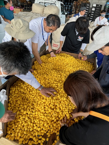 在"挑选茧的台阶"这个台上装上被比养蚕农家收集的茧，选良茧和被污染的茧。